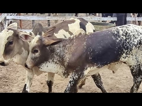 Feira de gado em jupi-Pe 14-06-2026 #nordeste 