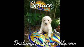 Video preview image #1 Goldendoodle Puppy For Sale in ZEBULON, NC, USA