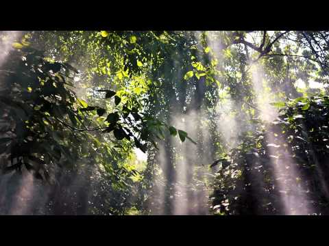 Peru Amazon Ayahuasca Shamanic Music