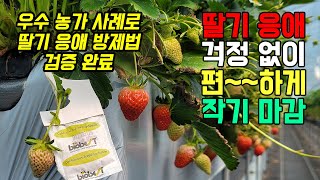 딸기 응애 퇴치, 이보다 편하고 쉽고 완벽할 순 없다