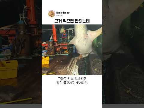물고기 훔쳐먹는 고래상어를 본 어부의 반응