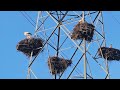 PORTUGAL White Storks Nesting And Making A Clacking Sound With Their Beaks