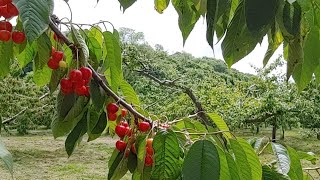 치유농장 파프야노 사토3 꾸러미 배송 소개 (북해도)