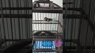 Download lagu Atraksi gelatik batu mp3 Download lagu Atraksi gelatik batu mp3