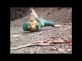 Mighty Morhpin Zyuranger Red Ranger Vs Green Ranger PR And Sentai Version