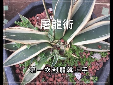 龍舌蘭對切繁殖法