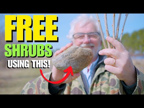 Increase Your Shrubs For Free1