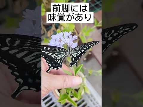 蝶の足は何本ありますか?