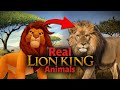The Real Animals That Inspired The Lion King