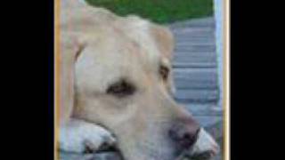 Miguel  Bose       solo pienso en ti