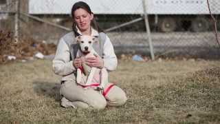 preview picture of video 'Meet Sophia - Adoptable Dog in St. Louis | Gateway Pet Guardians'
