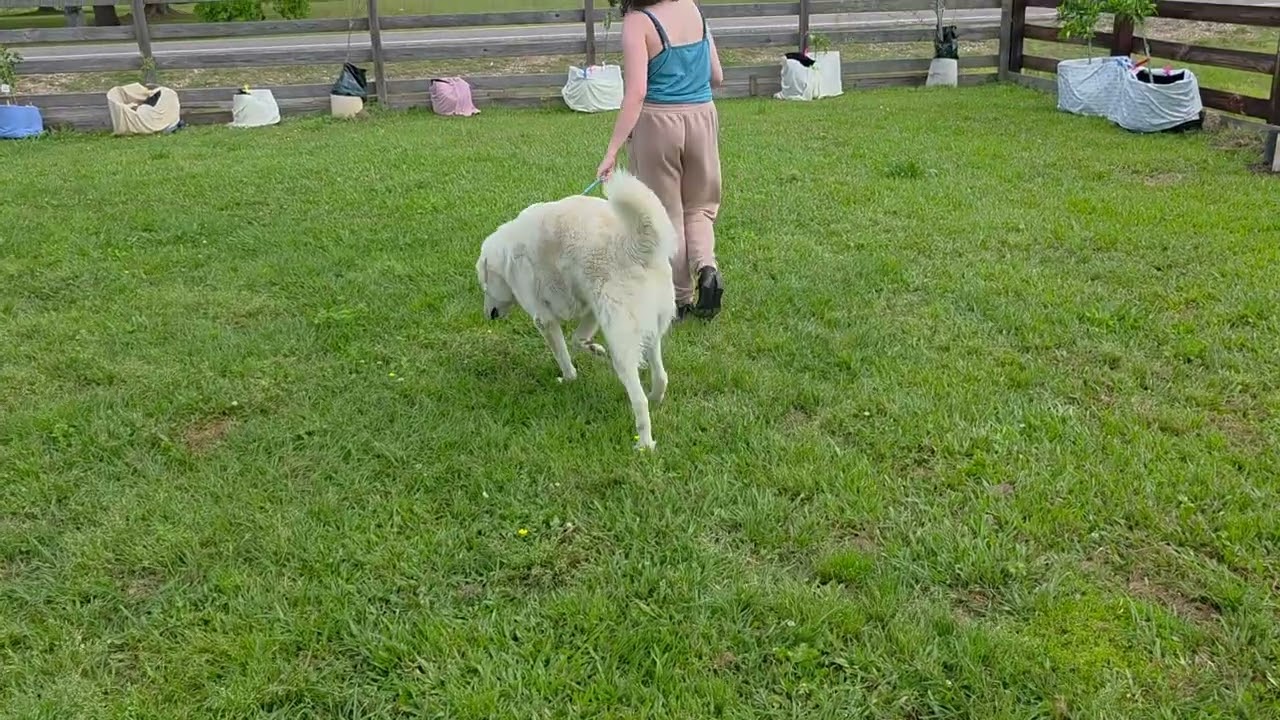 Enlarge Bentley in LA - Curliest Tail Award Winner!, a Adoptable mixed breed in Lake Charles, LA video 4/4