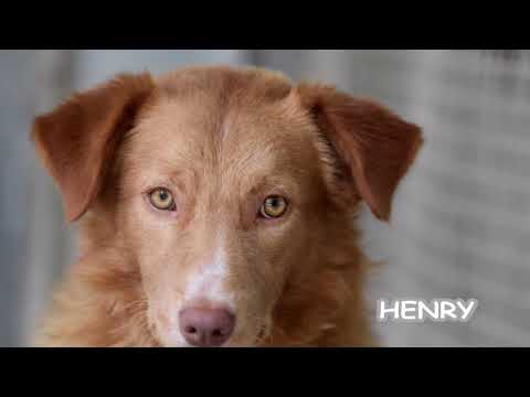 Canile di Prato 2018