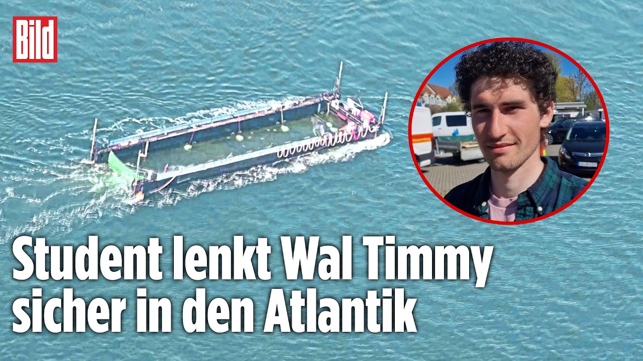 WAL-RETTUNG „TIMMY“: Student entwickelt Plan und lenkt Tier Richtung Atlantik