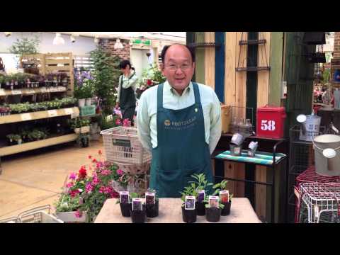 観賞用セージ:最も美しい種と品種 植物