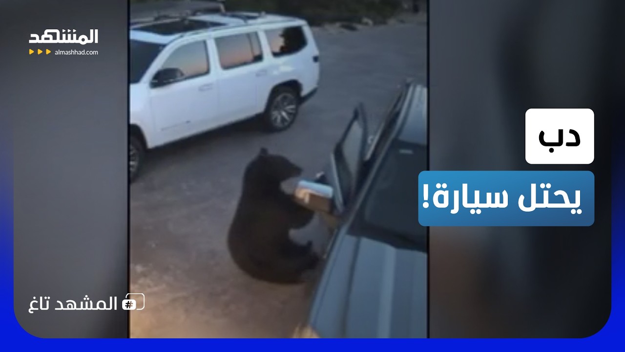 نسي باب سيارته مفتوحا.. شاهد الصدمة المرعبة التي تركها دب بداخلها! - المشهد تا?