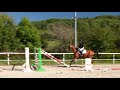 Mustang de Molion, Cheval sport, 4 ans, Bai; SF, 1.72