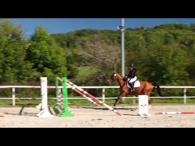 Mustang de Molion, Cheval sport, 4 ans, Bai; SF, 1.72