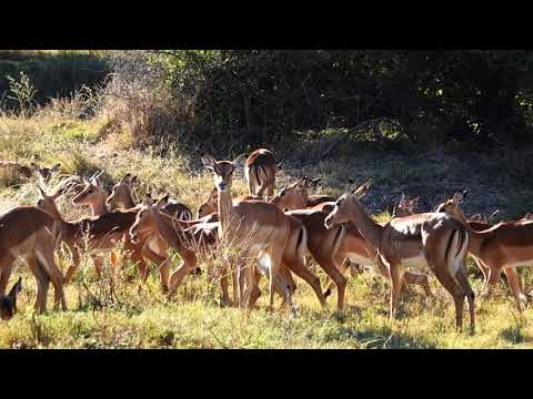 Impala breeding herd