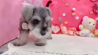 ミニチュアシュナウザーの動画01