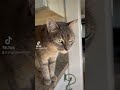 Max Says NOW Or MEOW For Food Loud Siamese Cat And Tabby