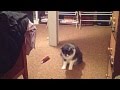 Cat Vs Bat