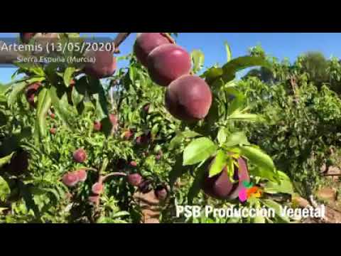 PSB ARTEMIS | BETA FİDAN