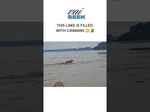 Title: THIS LAKE IS FILLED WITH CAIMANS 😳🐊