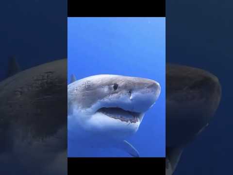 Hawaii diver Ocean Ramsey swims with record breaking largest Great White Shark