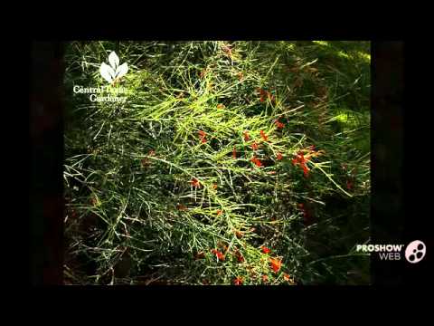 Russelia - garden plants