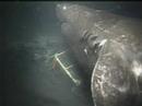 深海の巨大サメ　オンデンザメ　Pacific Sleeper Shark