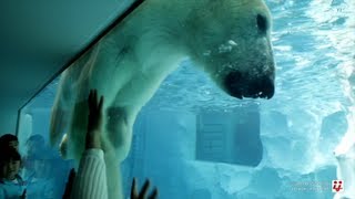 preview picture of video 'Polar Bear at Ueno Zoo ● HD'