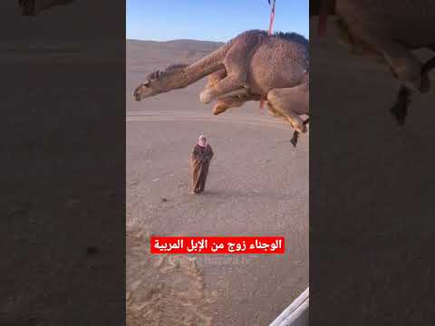المنظر الرائع لتفريغ إبل سلالة الوجناء shorts camel viral