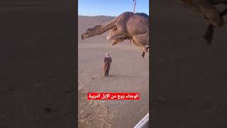 المنظر الرائع لتفريغ إبل سلالة الوجناء shorts camel viral