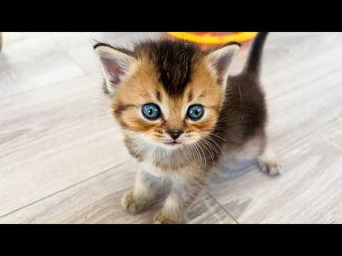 The first feeding of hungry meowing kittens abandoned by their foster cat. Subtitles!