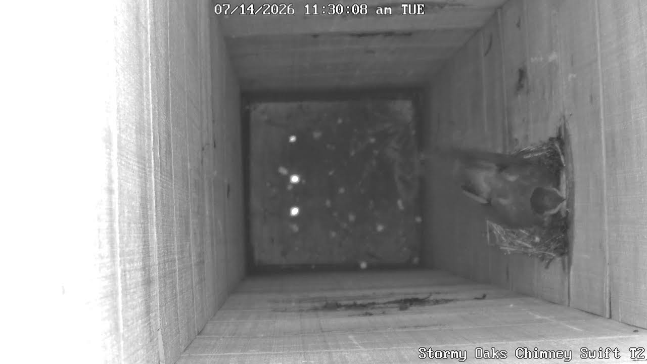 Live webcam view of Nido de Vencejos de Chimenea