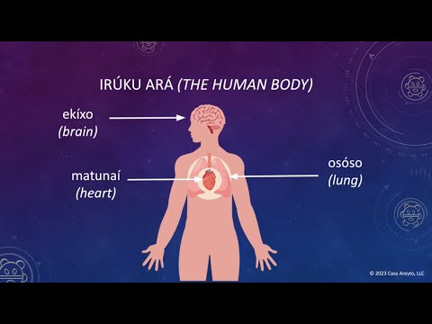 Let's Talk Taíno 96 - The Human Body (Part 2) 🧠🫀🫁