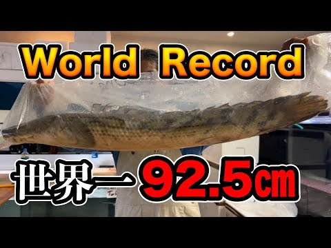 アンブリレオトリス・ステイニッツィ