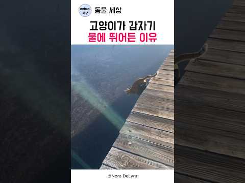 고양이가 갑자기 물에 뛰어든 이유