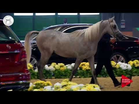 N.61 AARON DE PIGALL - SEWC 2017 - Colts (Class 4A)