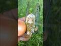 Noisy Swamp Cicada Handling!