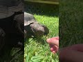 #california desert tortoise eats a dandelion - Jack Of All Trades, Master of None #california desert tortoise eats a dandelion