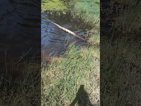 Represa de abastecimento da Sanepar/ Piraquara, Paraná