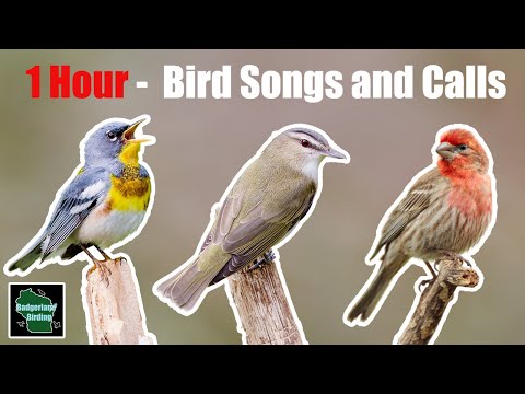 1 Hour of North American Bird Songs and Calls