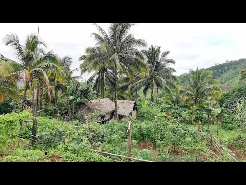 ANG AKING SIMPLENG  BUHAY PROBINSYA ||COOKED FRIED OKRA  FRESH FROM GARDEN #COUNTRYSIDELIFE #okra