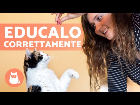 How to TRAIN a CAT? 🐱 | The Complete Guide to Training a Cat ✅