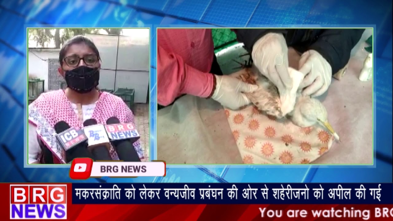 Uttarayan को लेकर वन्यजीव प्रबंधन की और से शहेरीजनों को अपील की गई BRG NEWS