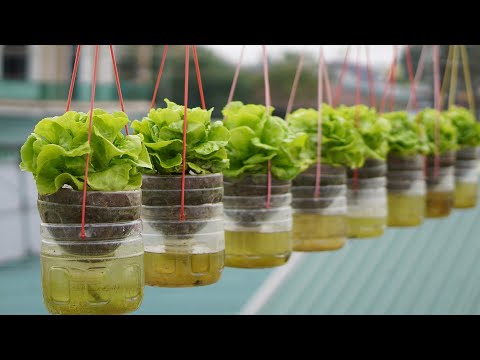 Hanging Garden Growing Lettuce Without Watering, High Productivity