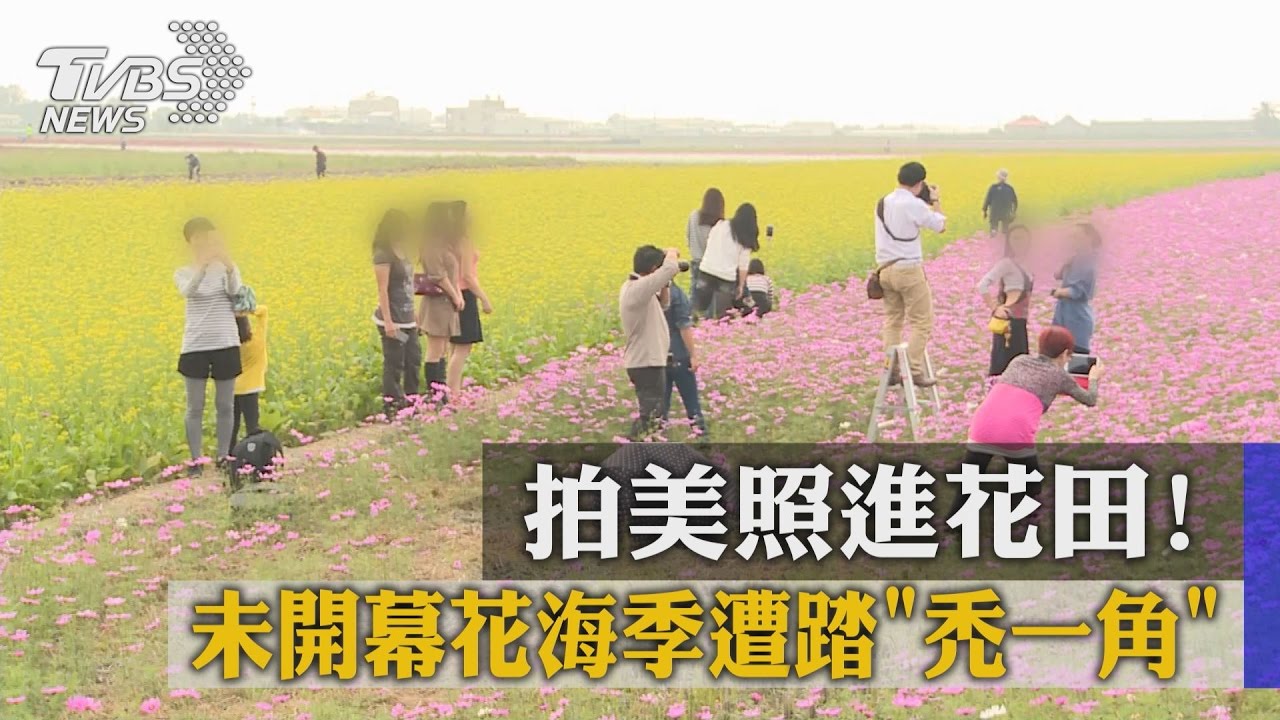 拍美照進花田！　未開幕花海季遭踏禿一角