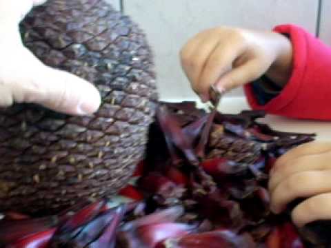 PINHÃO - Para quem não conhece da onde ele vem . Chama-se PINHA.Parte2